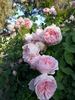 Lilac Rose rose photo