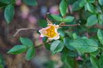 Simplex rose photo