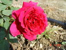 Böhm Senior rose photo
