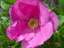 <i>Rosa rugosa</i> 'Scabrosa' rose photo