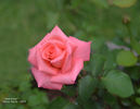 Awareness rose photo