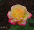 Party Time rose photo