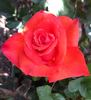 Wildfire ™ rose photo