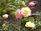 Party Time rose photo
