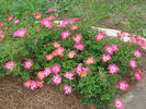 Pink Drift ® rose photo