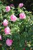 June Park rose photo