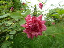 André Schwartz rose photo