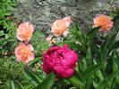 Bordure Abricot rose photo