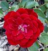 Cherry Hi ™ rose photo