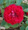 Cherry Hi ™ rose photo