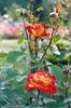 Chacock ® rose photo