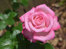 Silver Lining rose photo