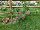 Madame Julien Potin rose photo