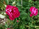 Madame Julien Potin rose photo