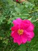 Madame Julien Potin rose photo