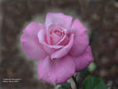 J rose photo