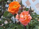 Woburn Abbey rose photo