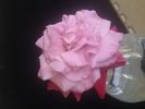 I Believe In You rose photo