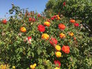 Autumn Splendor ™ rose photo