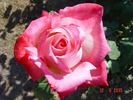Maréchal Tito rose photo