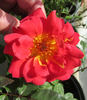 BR5-04 rose photo