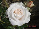 Royal Copenhagen rose photo
