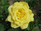 Bruocsella ® rose photo