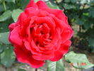 President Eisenhower rose photo