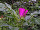 Scabrosa rose photo