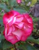 Delany Sisters rose photo