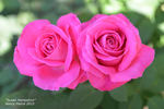 Susan Hampshire rose photo