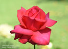 Ain't She Sweet rose photo