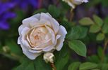 Cloud 10 rose photo