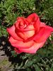 Wildfire ™ rose photo