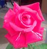 Forgotten Dreams rose photo