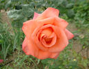 Boulie's Dream™ rose photo