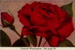Général Washington rose photo
