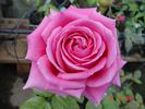 Jacaranda rose photo