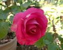 Crowd Pleaser ™ rose photo
