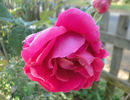 Jacaranda rose photo