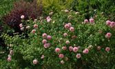Domaine de Courson ® rose photo