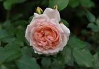 Amaretto ® rose photo