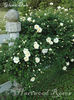 Glenn Dale rose photo