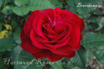 Braveheart ™ rose photo