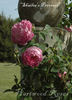 Shailer's Provence rose photo