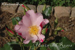Charlotte Anne rose photo