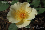 Dairy Maid rose photo