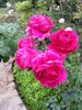 Siren's Keep rose photo
