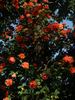 Lea Massari rose photo