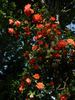 Lea Massari rose photo